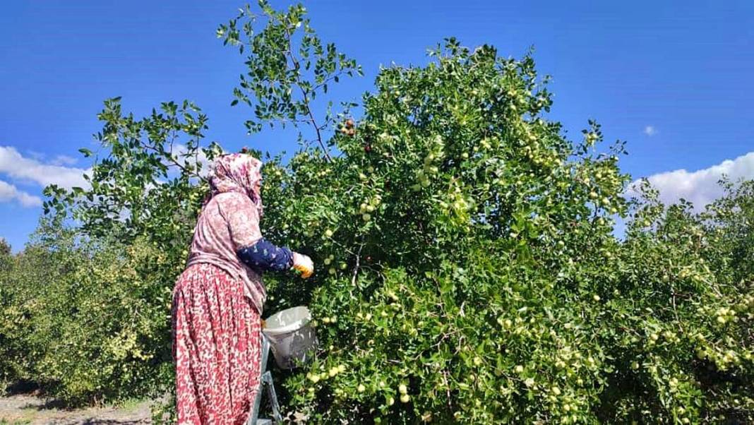 Ankara'nın saklı şifası: 'Hayat meyvesi' diyorlar! 8